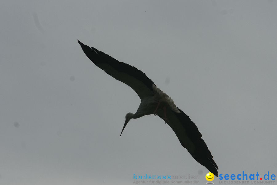 Ausflug: Affenberg: Salem am Bodensee, 23.04.2011