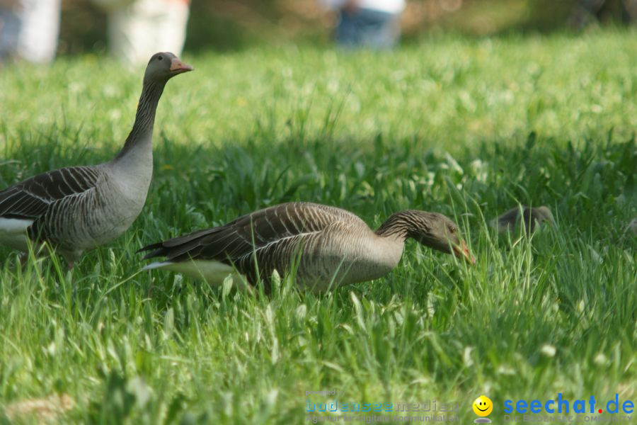 Ausflug: Affenberg: Salem am Bodensee, 23.04.2011