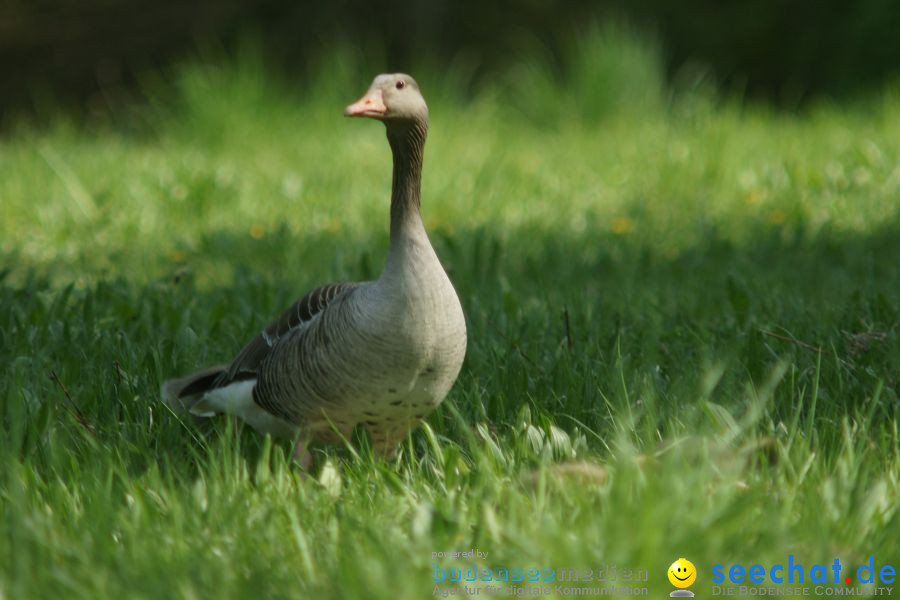 Ausflug: Affenberg: Salem am Bodensee, 23.04.2011