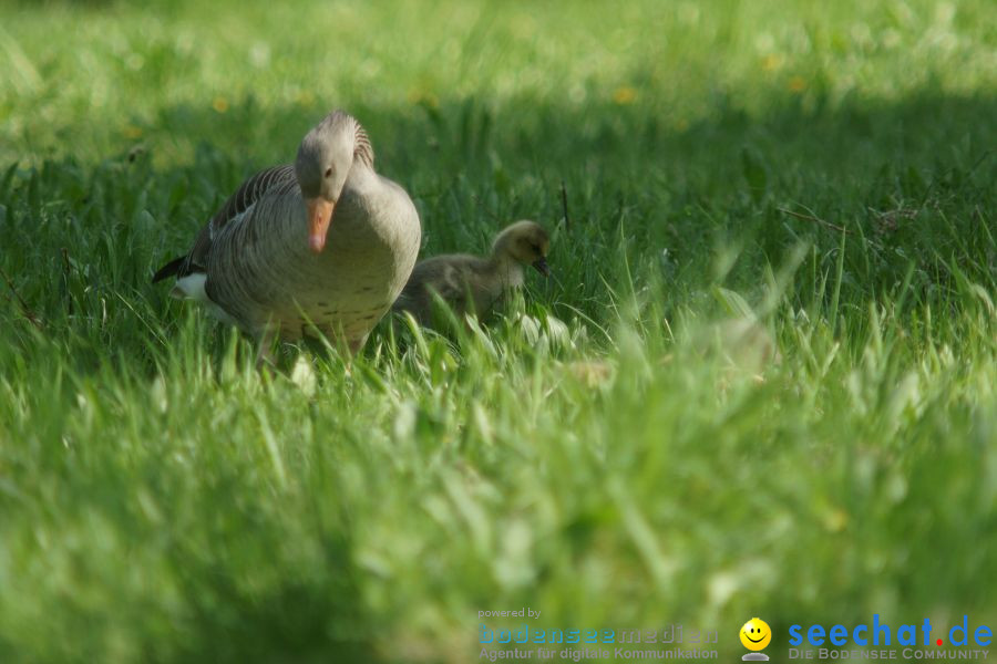 Ausflug: Affenberg: Salem am Bodensee, 23.04.2011