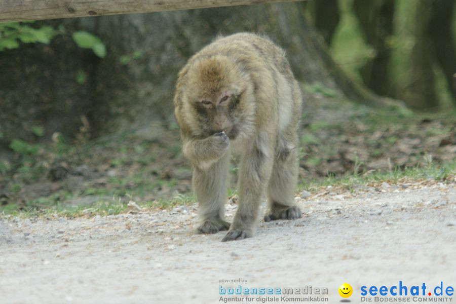 Ausflug: Affenberg: Salem am Bodensee, 23.04.2011