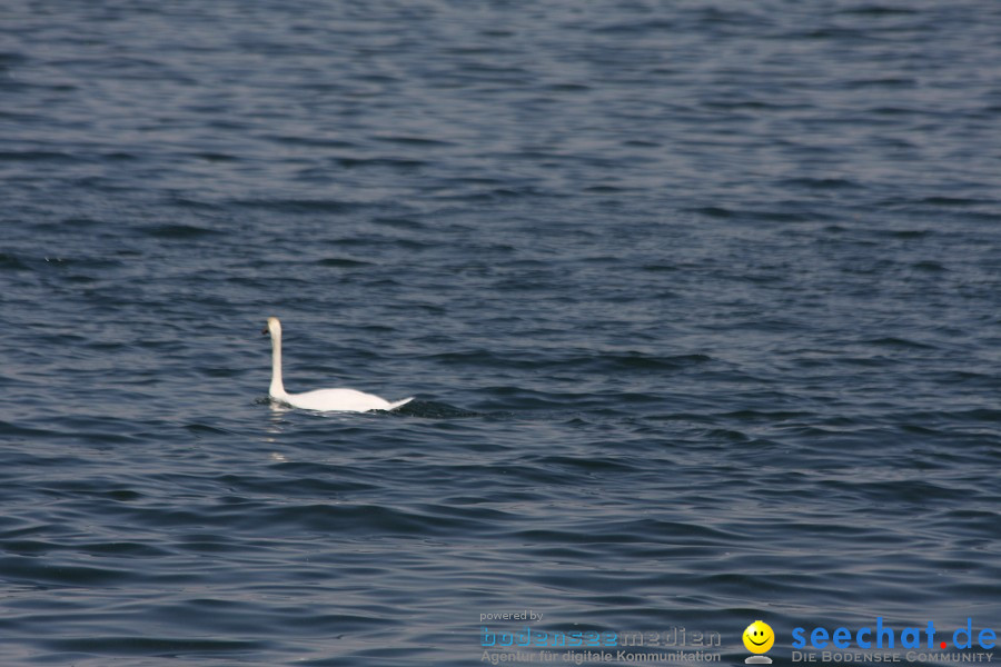 Ausflugsfahrt: Radolfzell - Insel Reichenau: Bodensee-Schifffahrt, 25.04.20