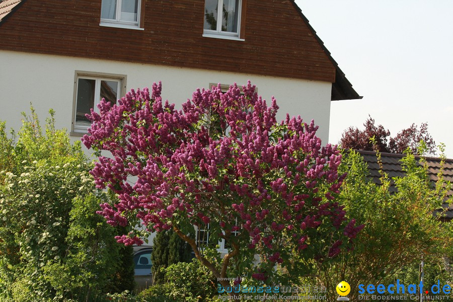 Ausflugsfahrt: Radolfzell - Insel Reichenau: Bodensee-Schifffahrt, 25.04.20