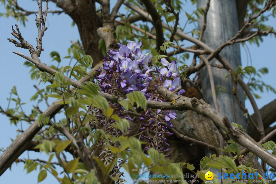 Ausflugsfahrt: Radolfzell - Insel Reichenau: Bodensee-Schifffahrt, 25.04.20